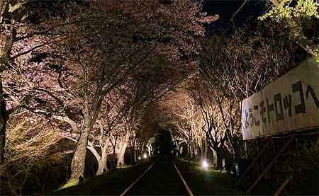 嵯峨野観光鉄道で春のライトアップと臨時列車を運転