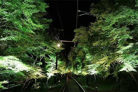 「青もみじのライトアップ」イメージ