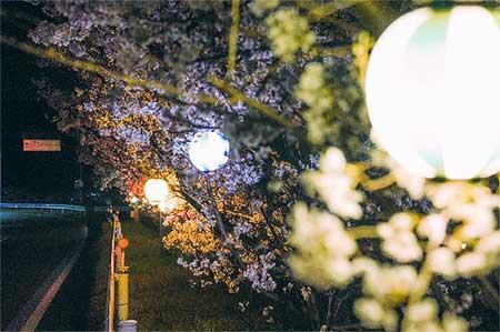 九度山町実施の桜ライトアップのようす