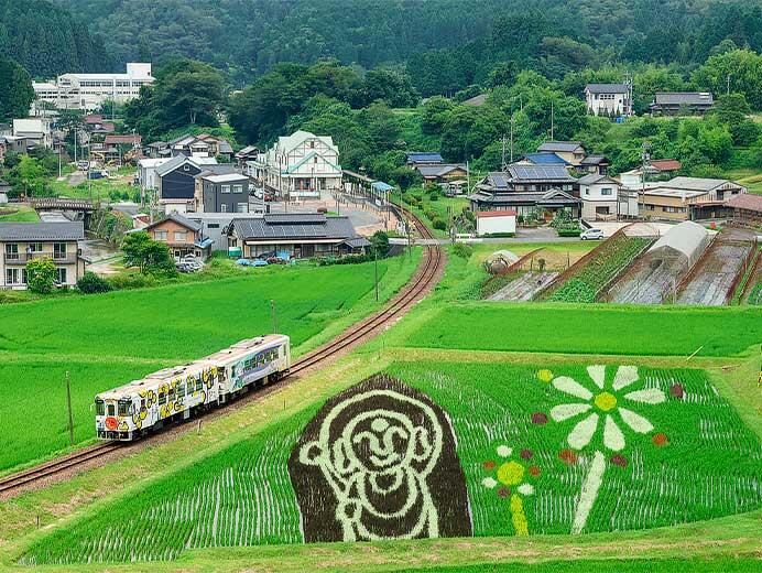 明知鉄道沿線の「田んぼdeアート」が見ごろを迎える