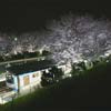 相模鉄道，弥生台駅の桜をライトアップ