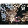嵐電，桜のトンネルライトアップ実施・夜桜電車を運転
