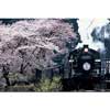 3月31日 大井川鐵道「お花見 夜桜SL列車」参加者募集