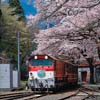 3月30日・31日 大井川鐵道「南アルプスあぷとライン全線乗車と川根両国・家山の桜鑑賞」参加者募集