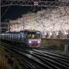 3月25日〜31日 新京成電鉄，線路脇の桜並木をライトアップ