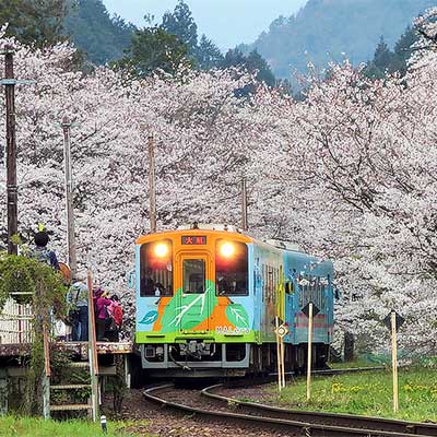 樽見鉄道で 桜ダイヤ 実施 鉄道ニュース 21年3月28日掲載 鉄道ファン Railf Jp